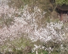 .春暖花开 春心萌动 骑车在西湖白堤.