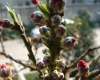 DSC03800.jpg