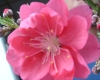 .我的第一棵桃花.