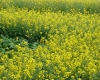 DSC04010.jpg
