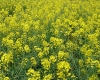 DSC04017.jpg