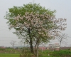 DSC04042.jpg