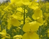DSC04046.jpg