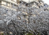 .今年冬天杭州最长时间的一次降雪.