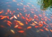 .杭州太子湾公园花港观鱼.